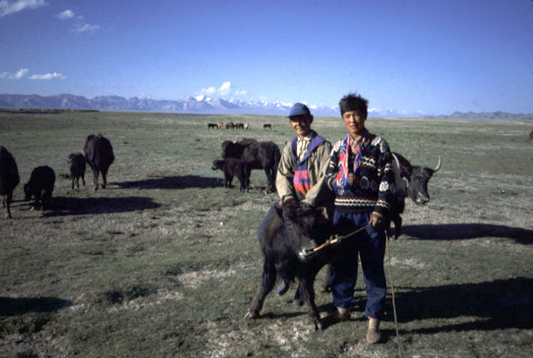 Yak herding by mountain bike...