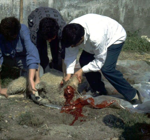 A sheep sacrifice for the Muslim Bairam.